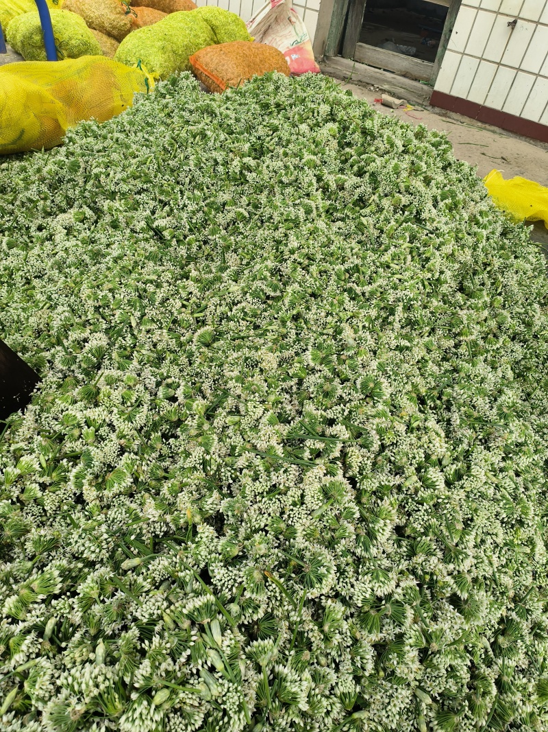 河北昌黎韭菜花大量上市