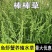 菵草种子耐寒水草冬季水稗草菵米优良饲料食用养鱼养虾棒棒草