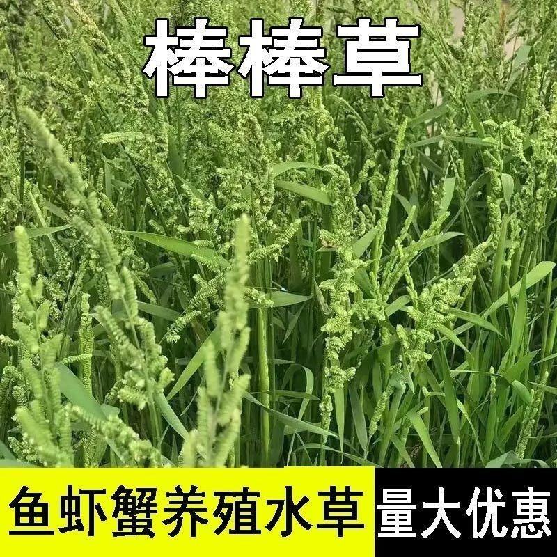 菵草种子耐寒水草冬季水稗草菵米优良饲料食用养鱼养虾棒棒草