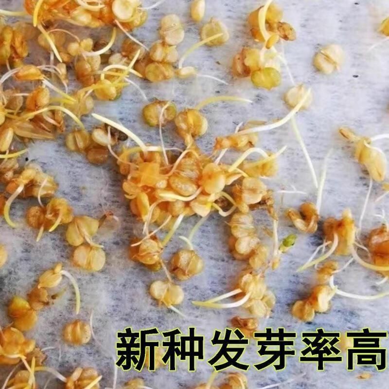 菵草种子耐寒水草冬季水稗草菵米优良饲料食用养鱼养虾棒棒草