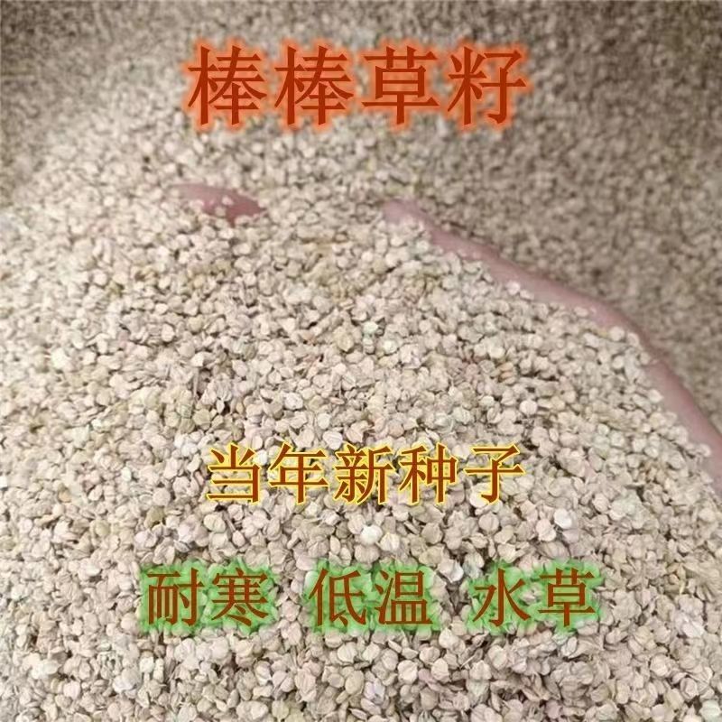 菵草种子耐寒水草冬季水稗草菵米优良饲料食用养鱼养虾棒棒草