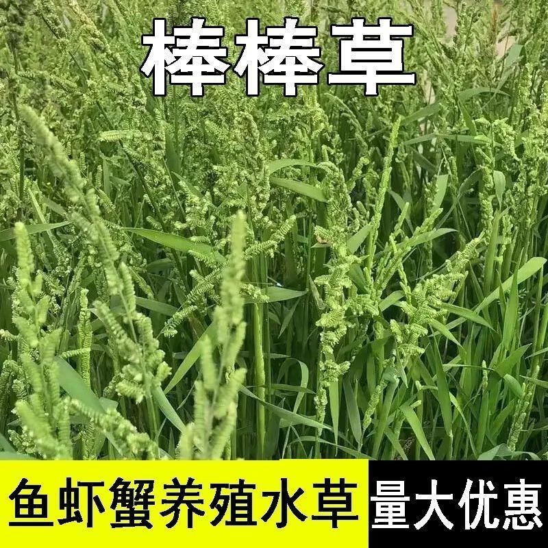 菵草种子耐寒水草冬季水稗草菵米优良饲料食用养鱼养虾棒棒草
