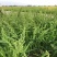 菵草种子耐寒水草冬季水稗草菵米优良饲料食用养鱼养虾棒棒草
