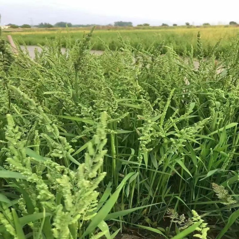 菵草种子耐寒水草冬季水稗草菵米优良饲料食用养鱼养虾棒棒草