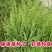 菵草种子耐寒水草冬季水稗草菵米优良饲料食用养鱼养虾棒棒草