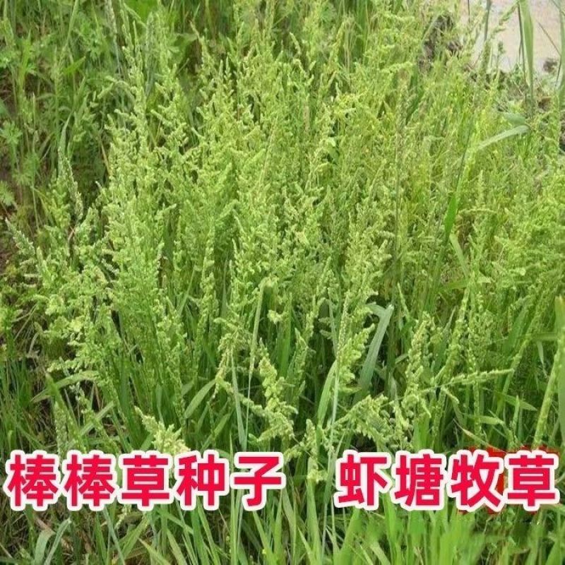 菵草种子耐寒水草冬季水稗草菵米优良饲料食用养鱼养虾棒棒草