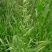 菵草种子耐寒水草冬季水稗草菵米优良饲料食用养鱼养虾棒棒草