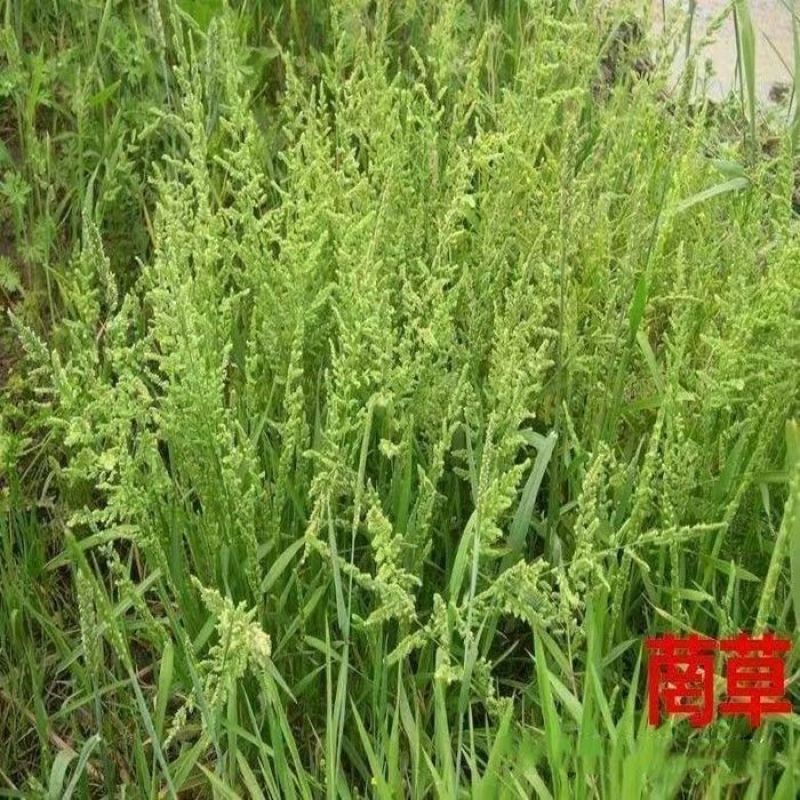 菵草种子耐寒水草冬季水稗草菵米优良饲料食用养鱼养虾棒棒草