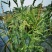 菵草种子耐寒水草冬季水稗草菵米优良饲料食用养鱼养虾棒棒草