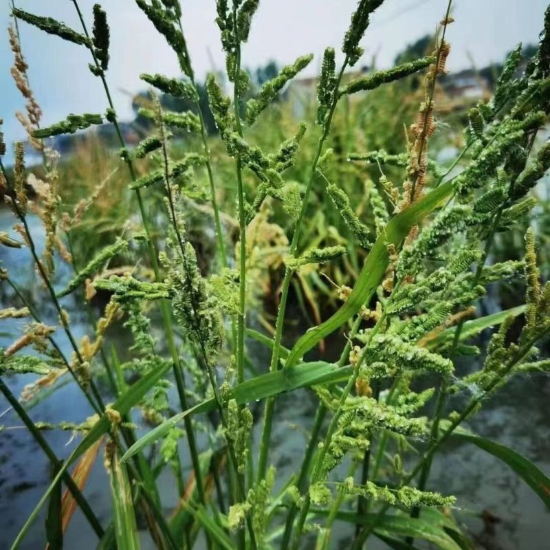 菵草种子耐寒水草冬季水稗草菵米优良饲料食用养鱼养虾棒棒草