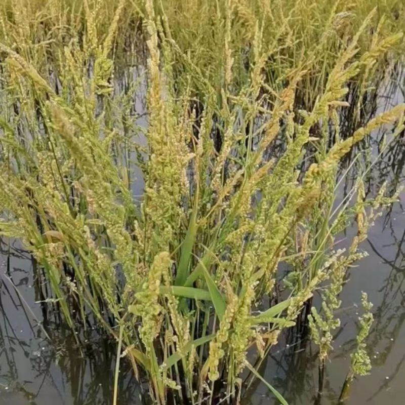 菵草种子耐寒水草冬季水稗草菵米优良饲料食用养鱼养虾棒棒草