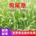 狗尾草种子旱地稻田杂草种子矿山绿化护坡观赏草籽耐旱草坪牧