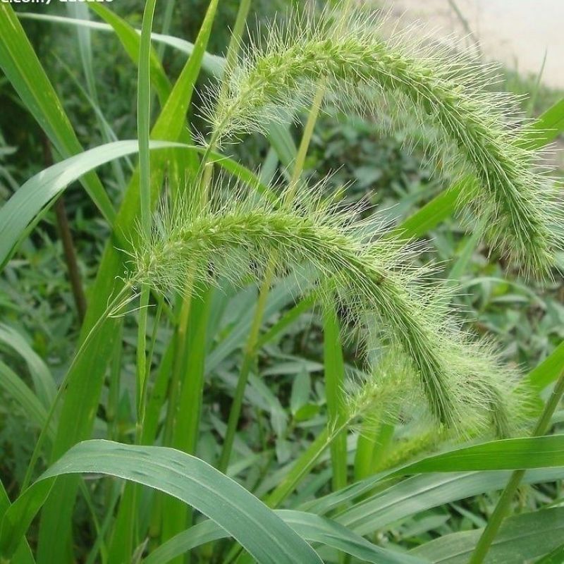 狗尾草种子旱地稻田杂草种子矿山绿化护坡观赏草籽耐旱草坪牧