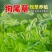 狗尾草种子旱地稻田杂草种子矿山绿化护坡观赏草籽耐旱草坪牧