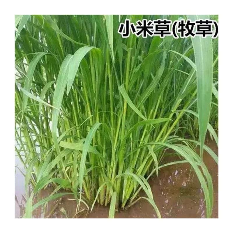 小米草种籽养殖水草虾蟹雀叶稗湖南稷子牧草种子水草草籽喂鱼