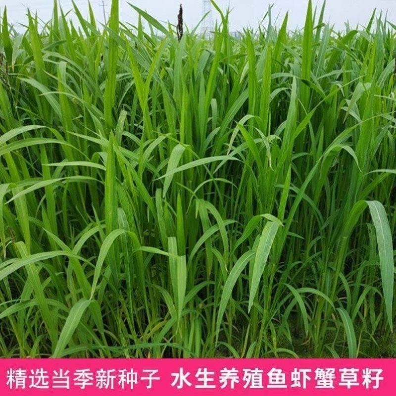 小米草种籽养殖水草虾蟹雀叶稗湖南稷子牧草种子水草草籽喂鱼