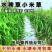 小米草种籽养殖水草虾蟹雀叶稗湖南稷子牧草种子水草草籽喂鱼