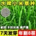 小米草种籽养殖水草虾蟹雀叶稗湖南稷子牧草种子水草草籽喂鱼