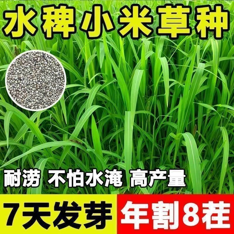 小米草种籽养殖水草虾蟹雀叶稗湖南稷子牧草种子水草草籽喂鱼