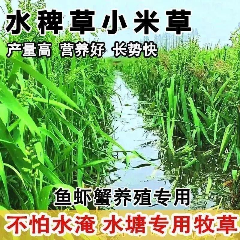 小米草种籽养殖水草虾蟹雀叶稗湖南稷子牧草种子水草草籽喂鱼