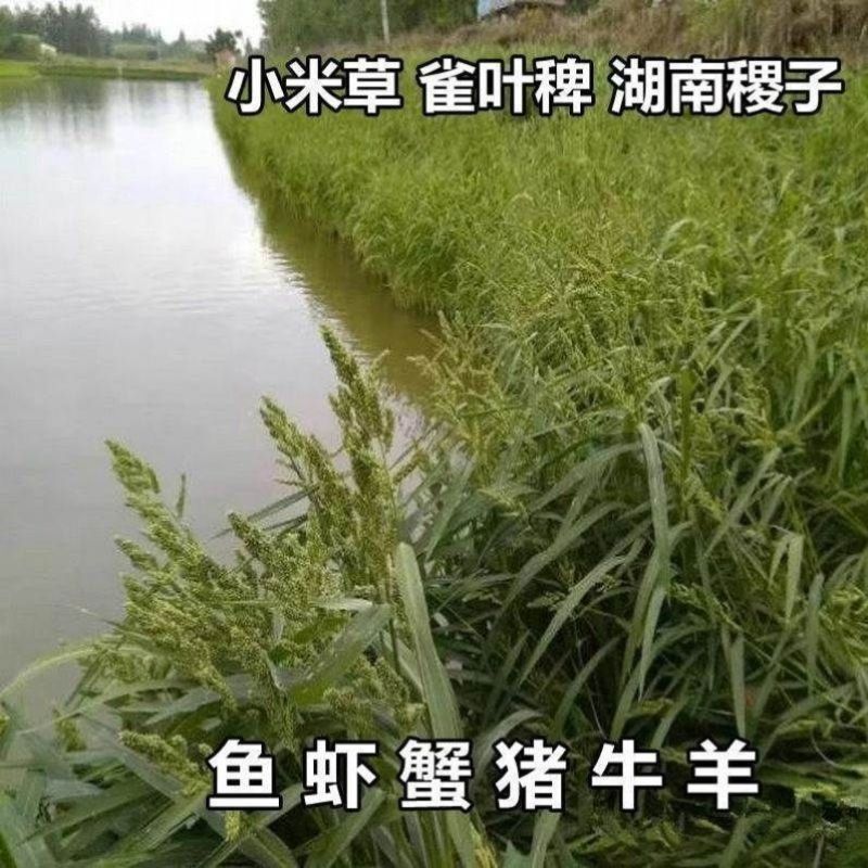 小米草种籽养殖水草虾蟹雀叶稗湖南稷子牧草种子水草草籽喂鱼