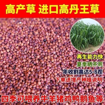 进口高丹王牧草种子杂交王草进口苏丹草种籽喂鱼兔鸭鹅猪牛羊