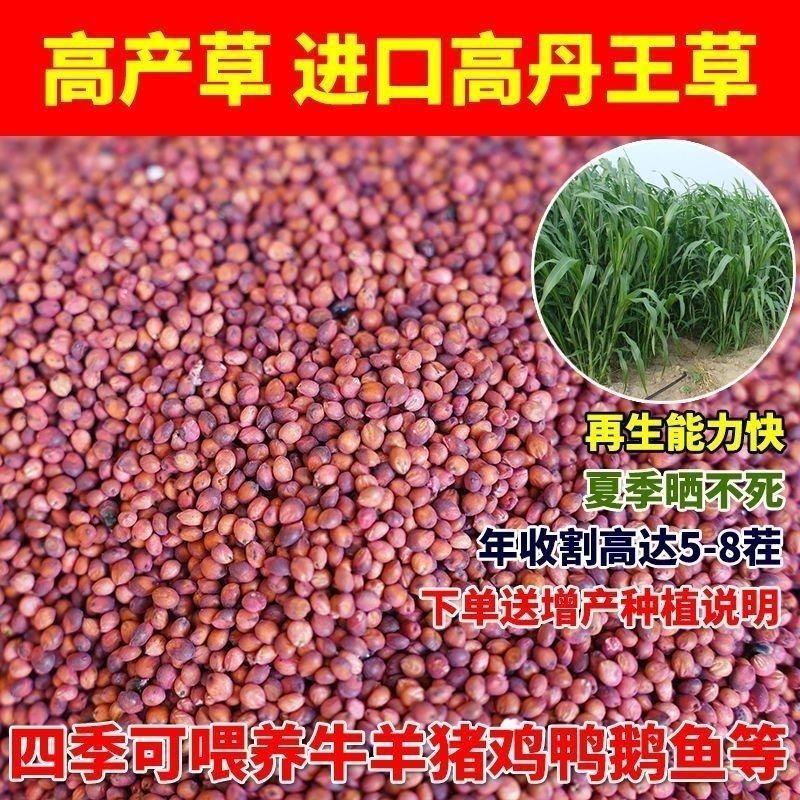 进口高丹王牧草种子杂交王草进口苏丹草种籽喂鱼兔鸭鹅猪牛羊