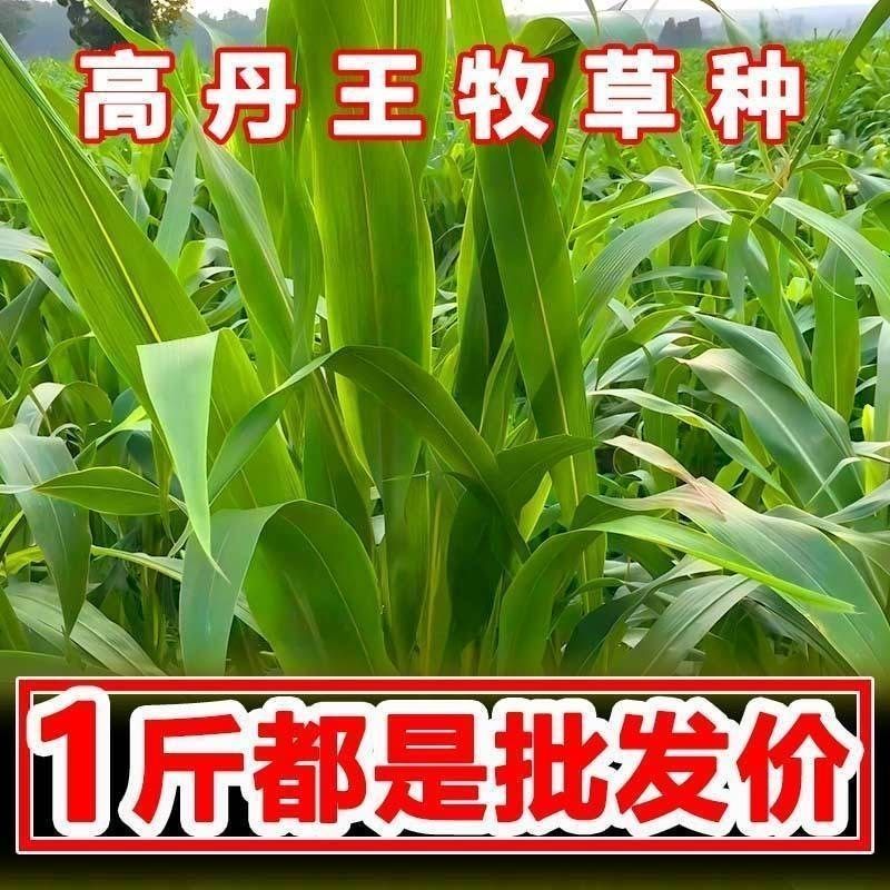 进口高丹王牧草种子杂交王草进口苏丹草种籽喂鱼兔鸭鹅猪牛羊