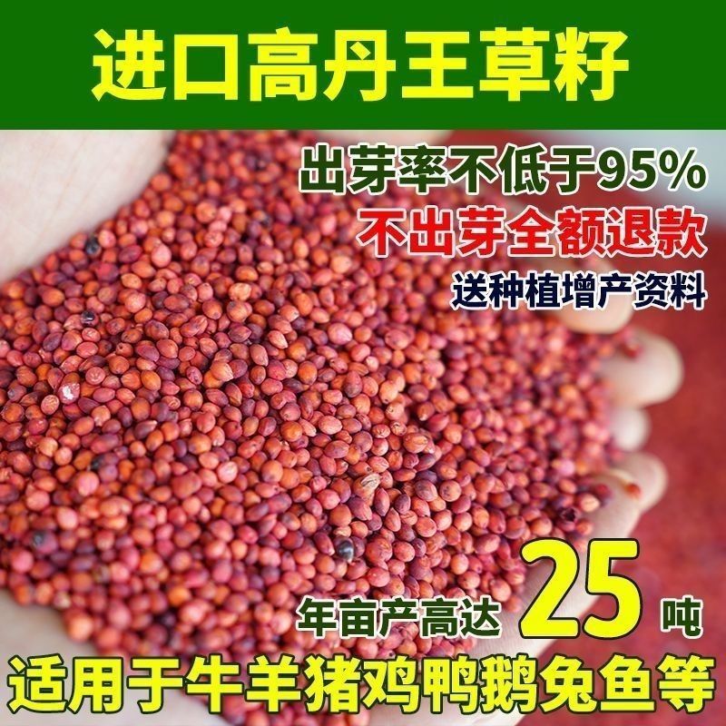 进口高丹王牧草种子杂交王草进口苏丹草种籽喂鱼兔鸭鹅猪牛羊