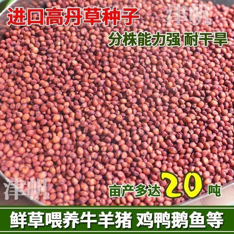 进口高丹王牧草种子杂交王草进口苏丹草种籽喂鱼兔鸭鹅猪牛羊
