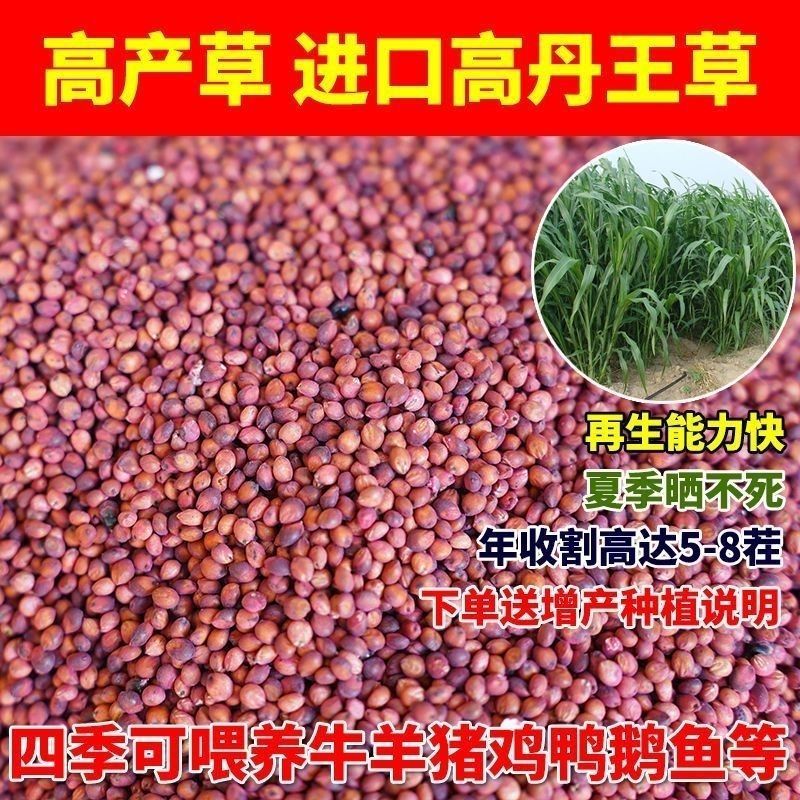 进口高丹王牧草种子杂交王草进口苏丹草种籽喂鱼兔鸭鹅猪牛羊