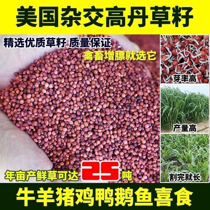 进口高丹王牧草种子杂交王草进口苏丹草种籽喂鱼兔鸭鹅猪牛羊