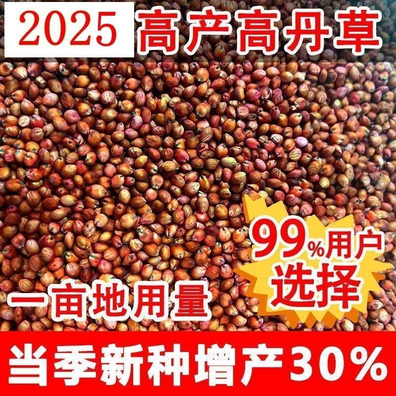 进口高丹王牧草种子杂交王草进口苏丹草种籽喂鱼兔鸭鹅猪牛羊