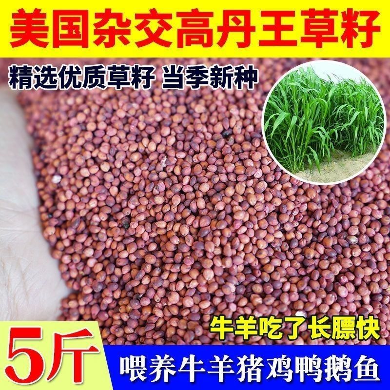 进口高丹王牧草种子杂交王草进口苏丹草种籽喂鱼兔鸭鹅猪牛羊
