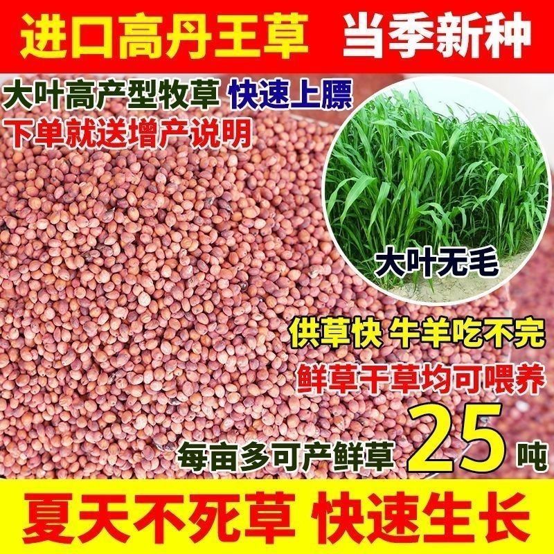 进口高丹王牧草种子杂交王草进口苏丹草种籽喂鱼兔鸭鹅猪牛羊