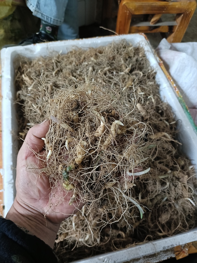 多花黄精种苗，精选全芽头，无病毒，无伤残包出芽率，包邮