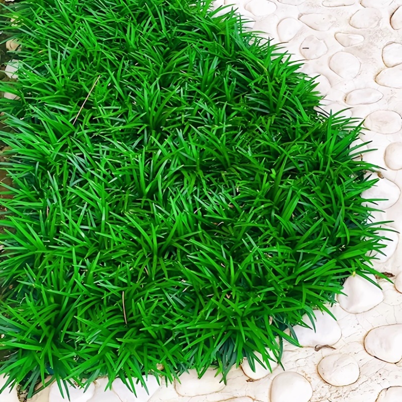 麦冬草坪