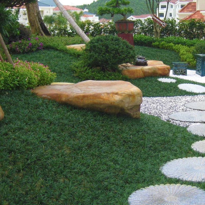 麦冬草坪