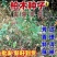 当年新采林木种子柏树香扁柏柏木种子垂丝柏璎珞柏
