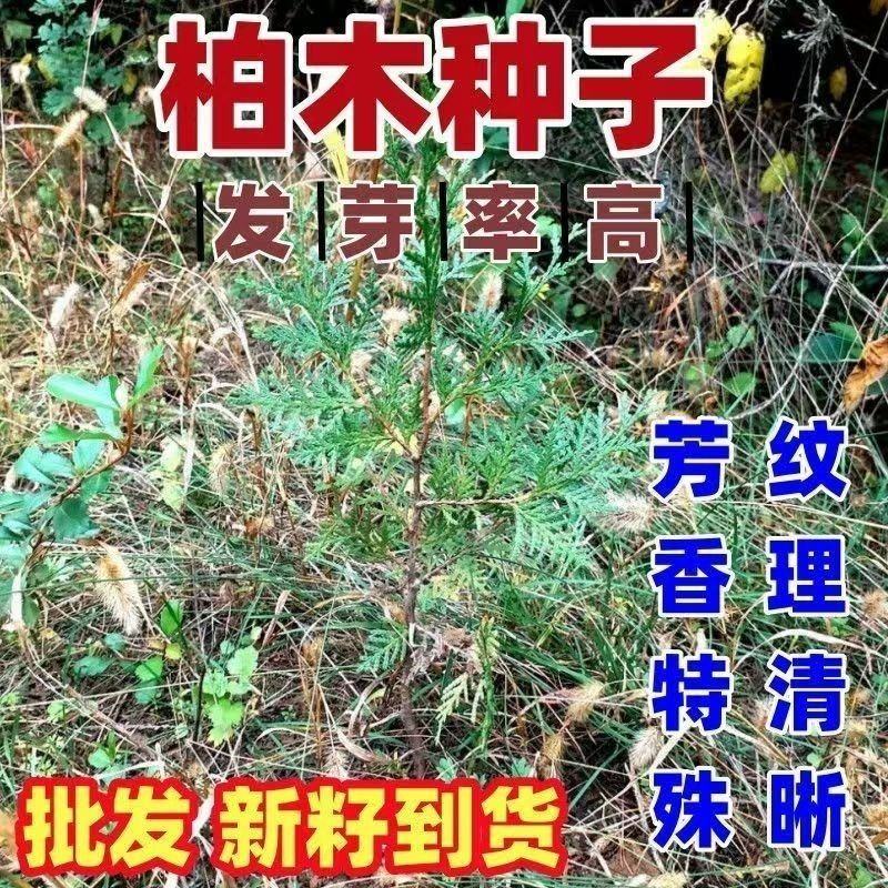 当年新采林木种子柏树香扁柏柏木种子垂丝柏璎珞柏