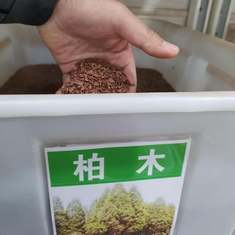 当年新采林木种子柏树香扁柏柏木种子垂丝柏璎珞柏