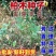当年新采林木种子柏树香扁柏柏木种子垂丝柏璎珞柏