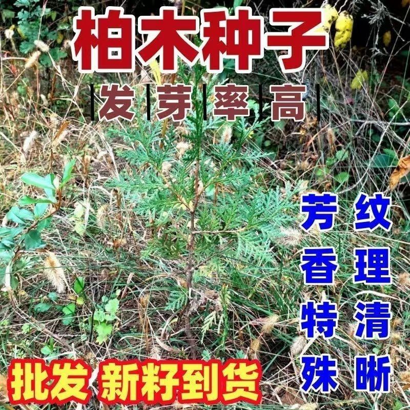 当年新采林木种子柏树香扁柏柏木种子垂丝柏璎珞柏