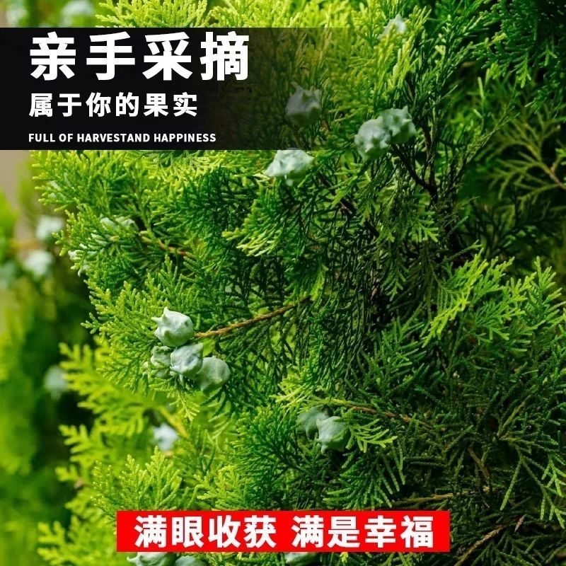 当年新采林木种子柏树香扁柏柏木种子垂丝柏璎珞柏