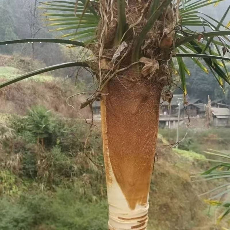 天然山棕洗锅棕榈油刷子软硬适中