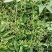 当季新籽茜草种子中药红根草简单易种红内消多年生草本植物籽