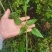 当季新籽茜草种子中药红根草简单易种红内消多年生草本植物籽