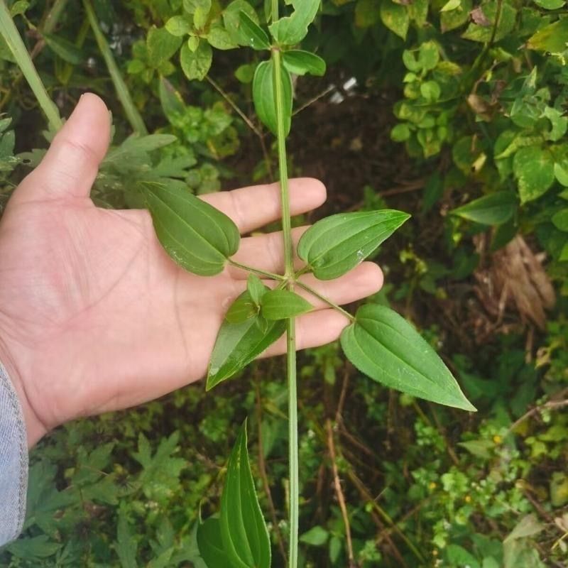 当季新籽茜草种子中药红根草简单易种红内消多年生草本植物籽