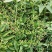 当季新籽茜草种子中药红根草简单易种红内消多年生草本植物籽