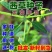 当季新籽茜草种子中药红根草简单易种红内消多年生草本植物籽